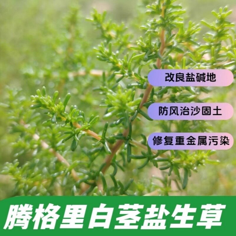 蛛丝蓬 腾格里白茎盐生草种子一年生藜科草本耐干旱盐碱拔盐抽碱