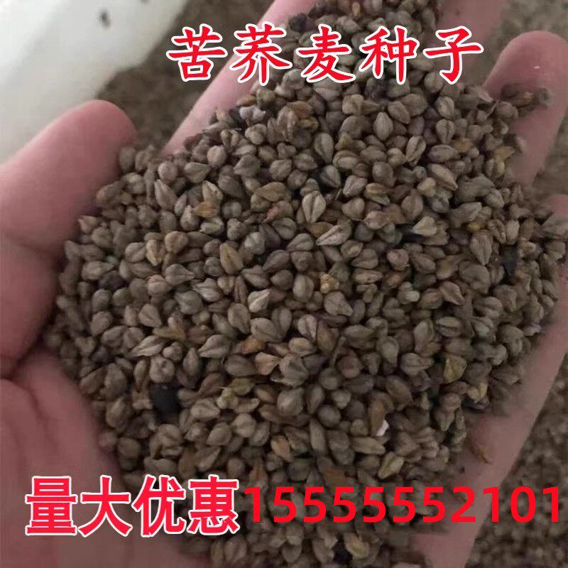 荞麦种子 别称甜荞、乌麦、三角麦、花荞、荞子 阳台绿色食品种籽
