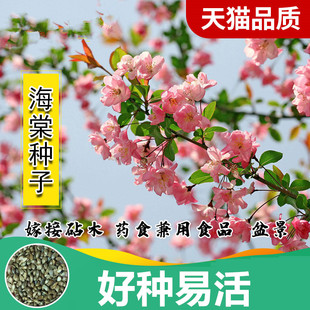 八棱海棠树种子净籽嫁接苹果树果树种子砧木种子北美西府海棠种子