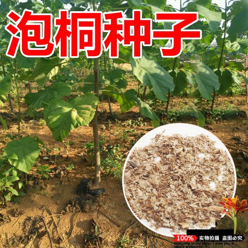 泡桐种子 白花泡桐 大果泡桐 空桐木 水桐 桐木树 紫花树毛 优质
