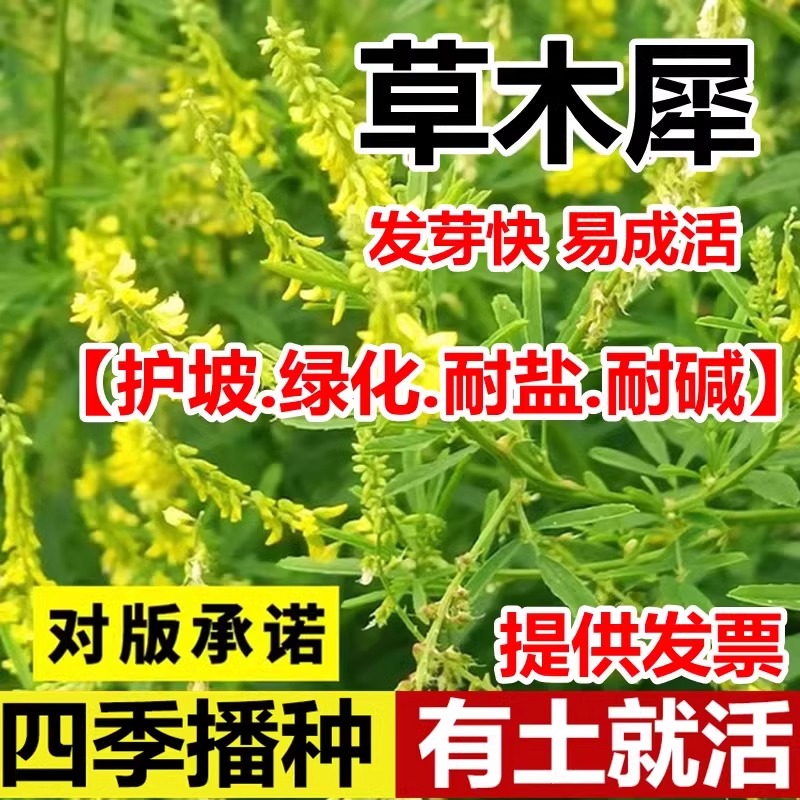 花色仙草木犀种子夏季耐旱