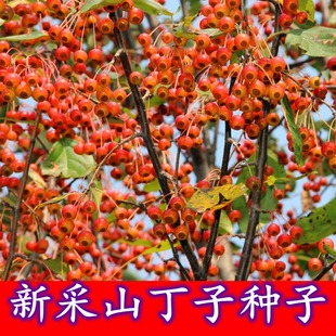 新采山丁子种子林荆子山定子嫁接苹果优良蜜源品种山荆子林木种籽