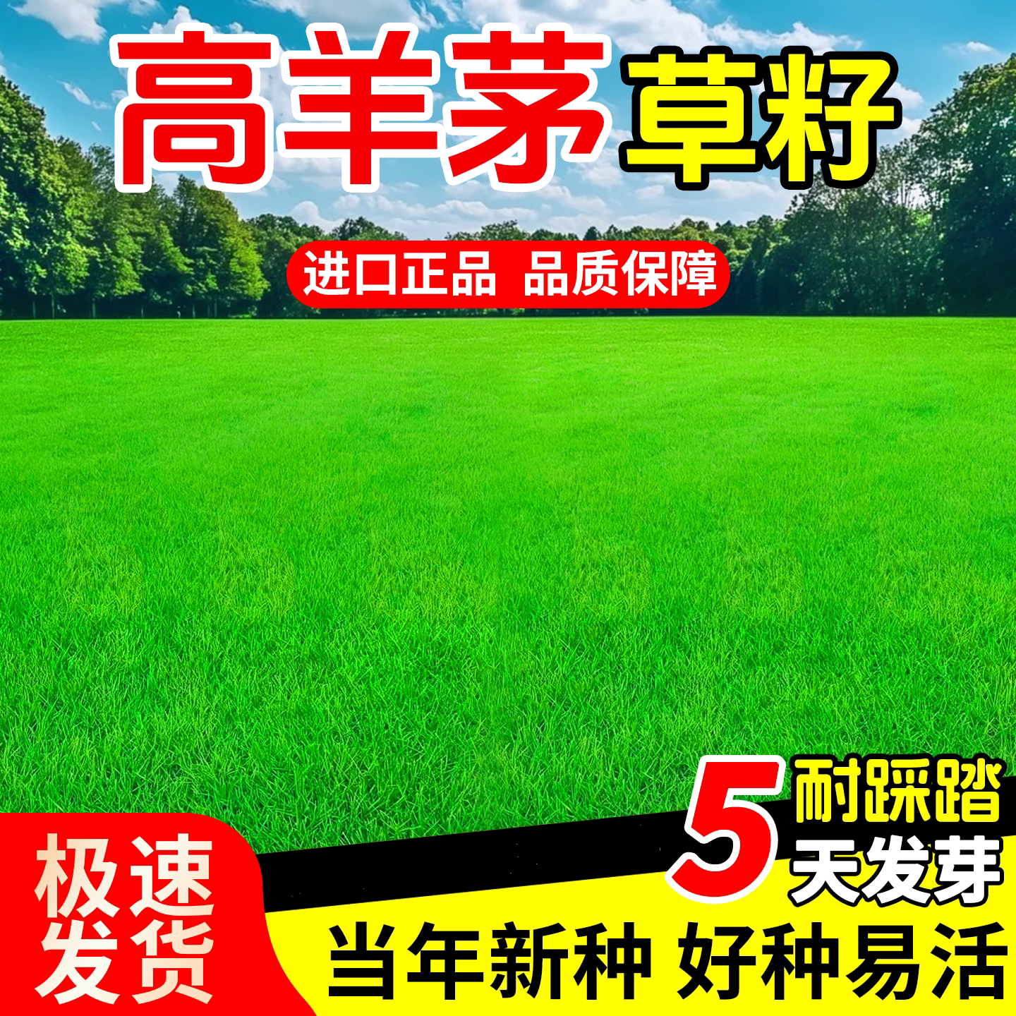 进口高羊茅草籽护坡固土耐寒耐旱庭院绿化公园别墅多年生草种子