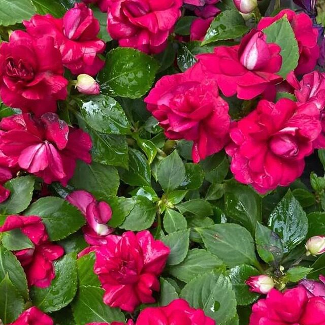 凤仙花种子重瓣茶花阳台盆栽室内学生实验四季易种花草指甲花种籽