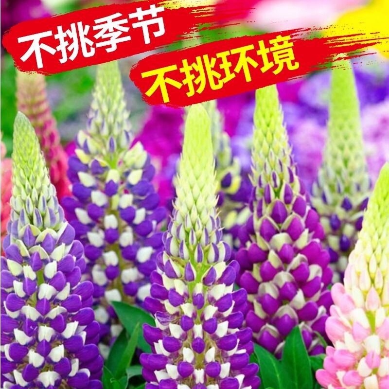 鲁冰花种子播种易活开花卉植物花籽羽扇豆花种籽子庭院多年生 - 实物图