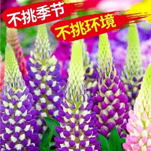 鲁冰花种子播种易活开花卉植物花籽羽扇豆花种籽子庭院多年生