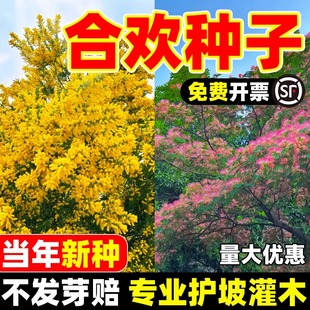 合欢种子红花合欢金银合欢观赏盆栽绒花树落叶乔木绿化行道树种籽
