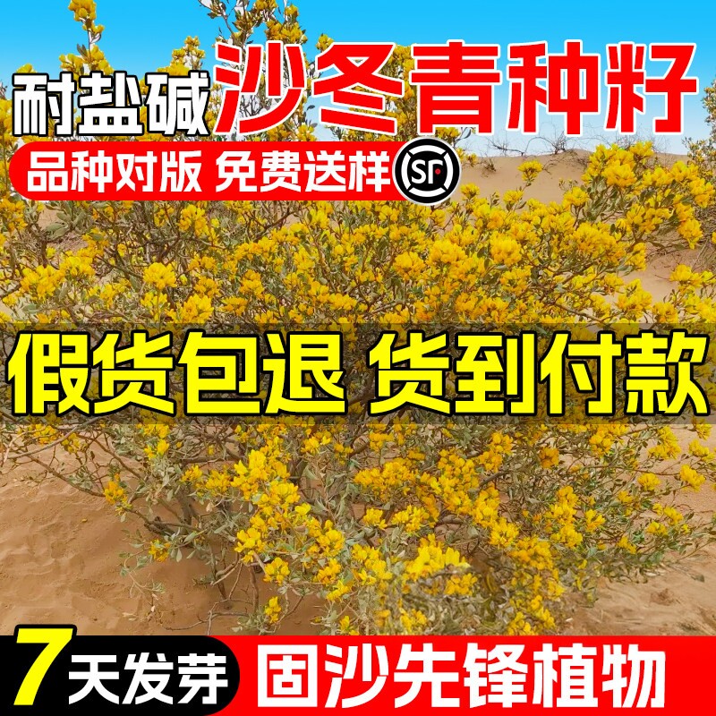 沙冬青种子耐旱耐盐碱荒漠植被绿化防风固沙草籽水土保持灌木种籽