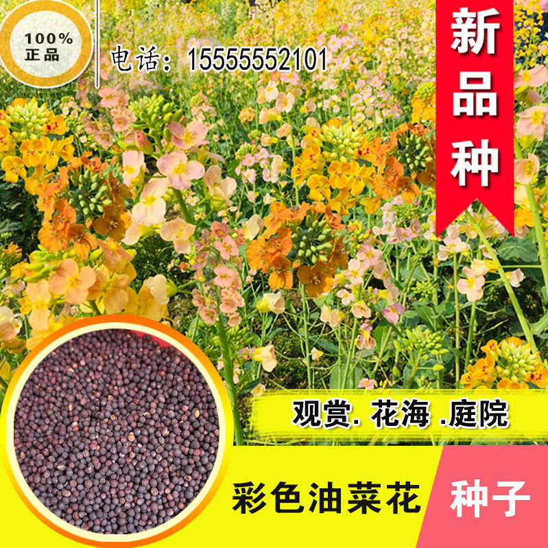 观赏油菜种子秋播花卉种子彩色油菜花籽二月兰蓝香芥果园绿肥牧