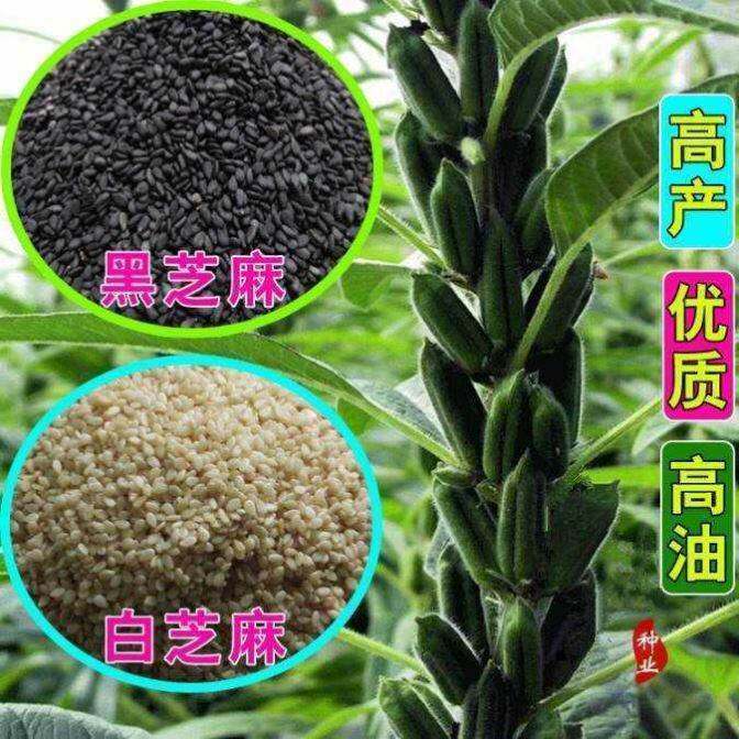 高产芝麻种子农科院新品大图片