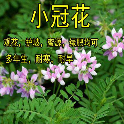 多边小冠花种子庭院高速山坡荒地护坡观赏固土极强地被观赏花卉籽