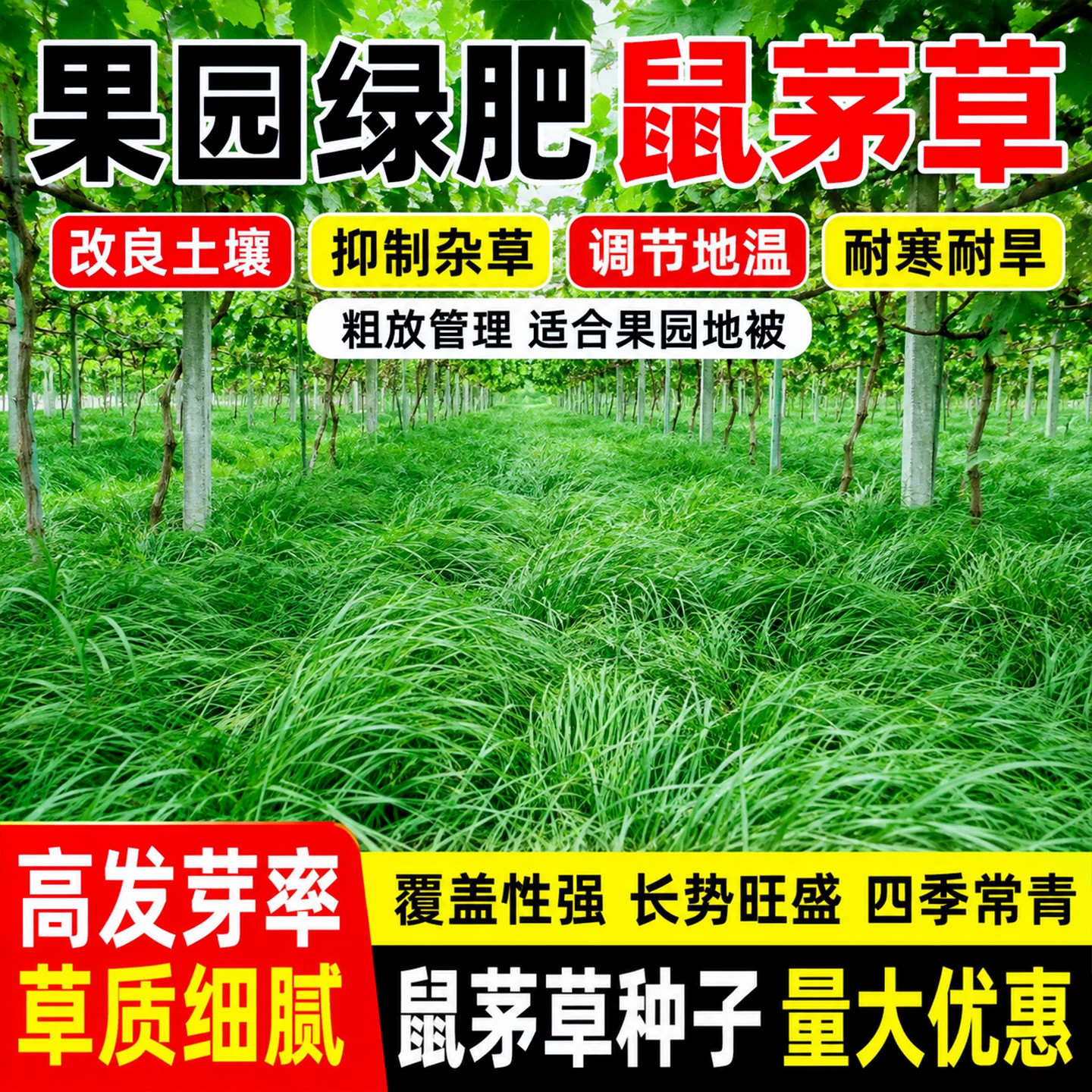 鼠茅草护坡固土果园绿肥草籽