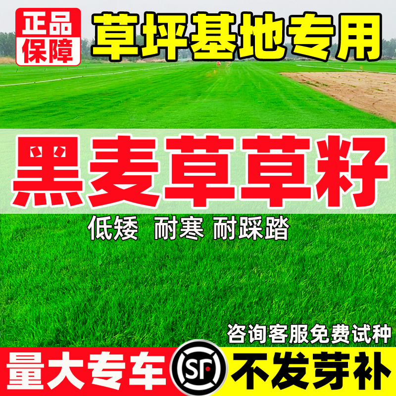 蓝标黑麦草草籽多年生低矮免修四季常青庭院别墅公园绿化草坪种子