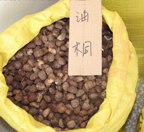新采油桐树种子桐油树林木种籽子经济作物炼油药用园林庭院绿化