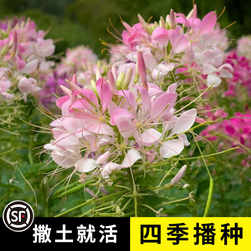醉蝶花种子混色紫色粉色高杆花海花籽花种籽四季易活庭院蜜源