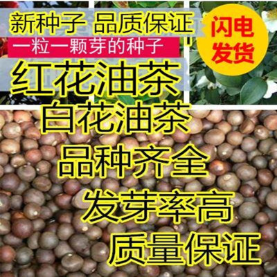 油茶种子大果红花白山树籽abc