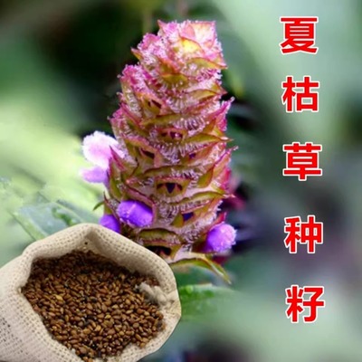 中草药种子种籽 夏枯球夏枯草种子 庭院阳台盆栽易种四季种籽