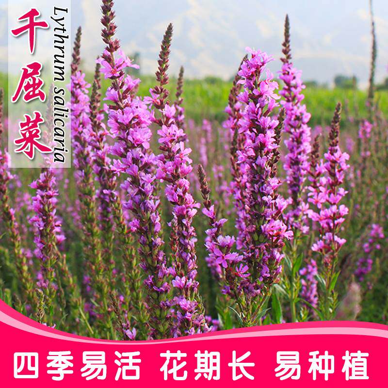 千屈菜种子四季易种多年生宿根花卉水枝柳室外景观花海耐寒花籽子