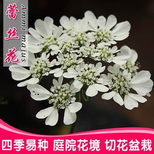蕾丝花大阿米芹种子四季播种阳台盆栽易活 室外庭院花卉种子