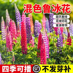 鲁冰花种子四季易种庭院园林景观花海种植花苗盆栽种籽羽扇豆花种