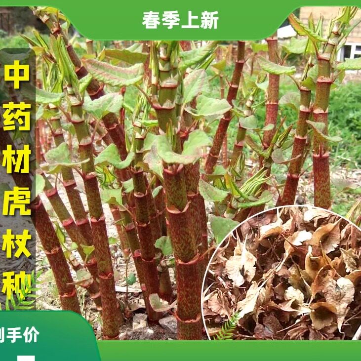 新采摘中药材种子虎杖净种籽 虎杖种孑大接骨 熊黄连种子包邮