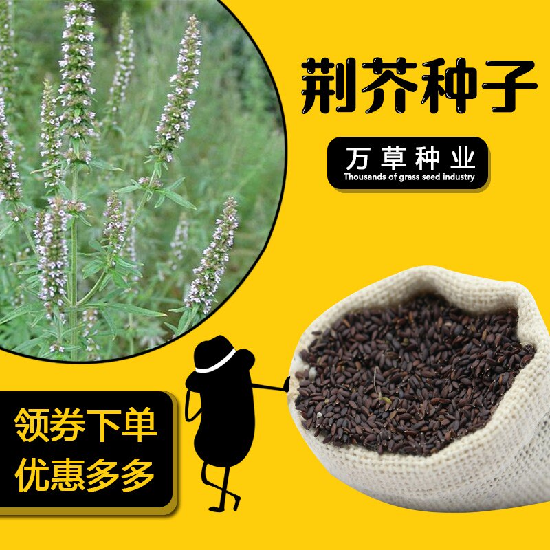 实体店出售药材荆芥种子新芥穗籽发芽好易种植穗大产量高饱满包邮