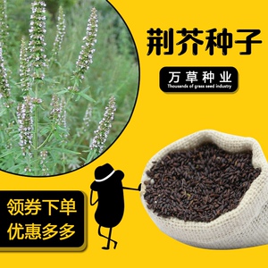 实体店出售药材荆芥种子新