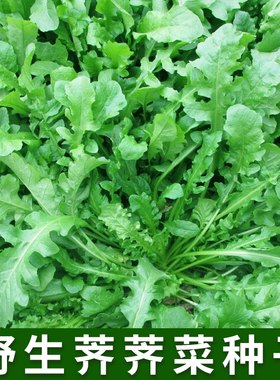 荠荠菜种子农家春播大叶春野菜种籽食用盆栽荠菜种孑青菜种籽