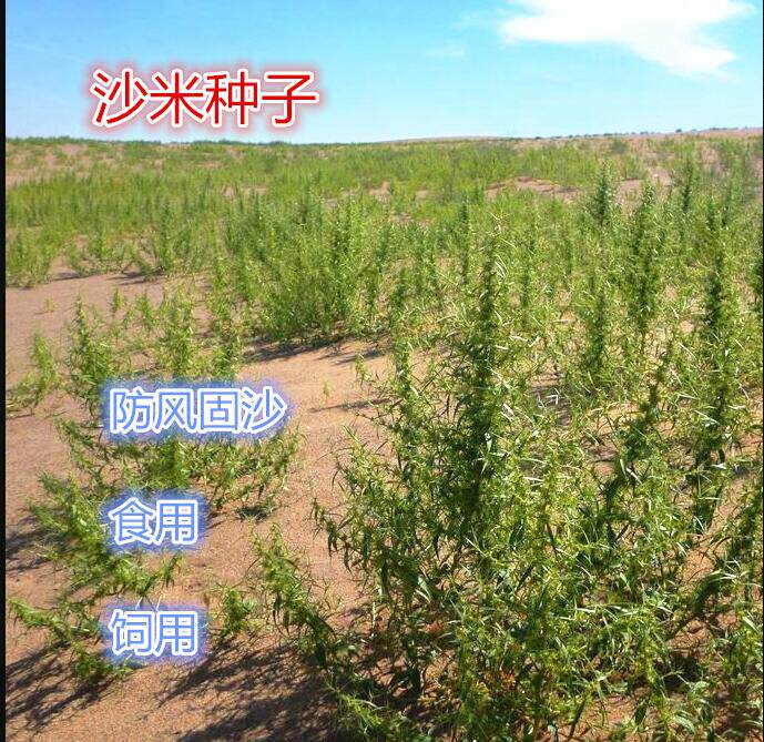 沙米种子沙米净籽 登相子沙蓬米沙米转刀面凉粉荒漠饲料骆驼牧草