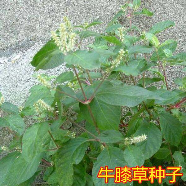 牛膝种子怀牛夕牛髁膝山苋菜对节草红川牛膝杜牛膝土牛膝四季种籽