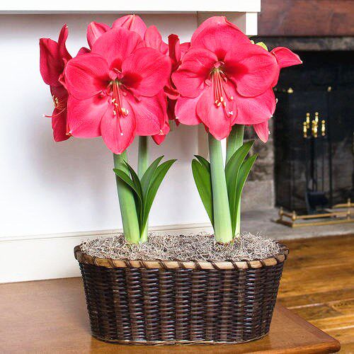 朱顶红单瓣种球大花苞超大种球混球特大盆栽多年生阳台植物球根