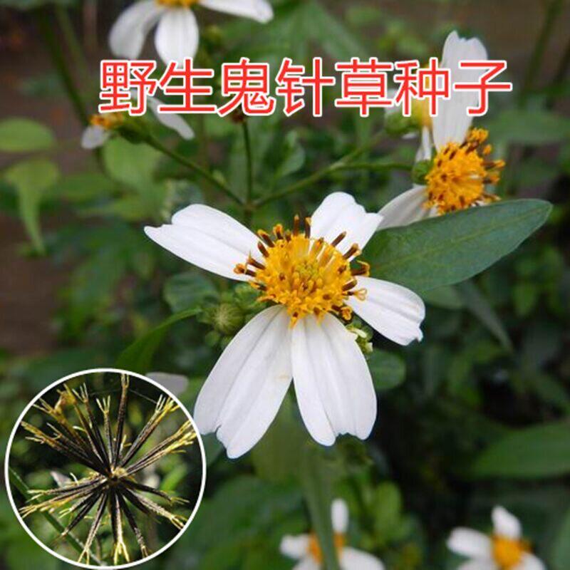 野生中草药三叶鬼针草种子春秋种植易种药用植物药材种子粘人草种
