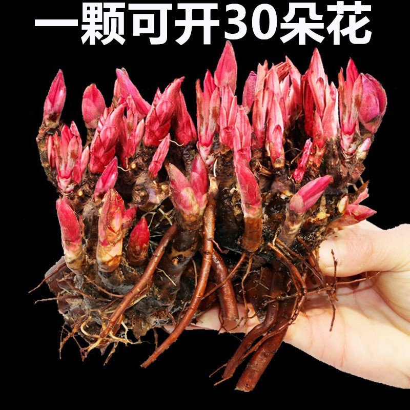 芍药花苗重瓣带芽大根块四季开花多年生阳台庭院浓香观花盆栽耐寒