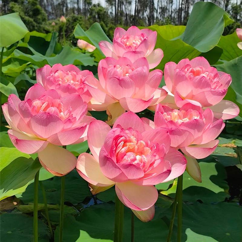 观赏荷花藕种盆栽水养花卉