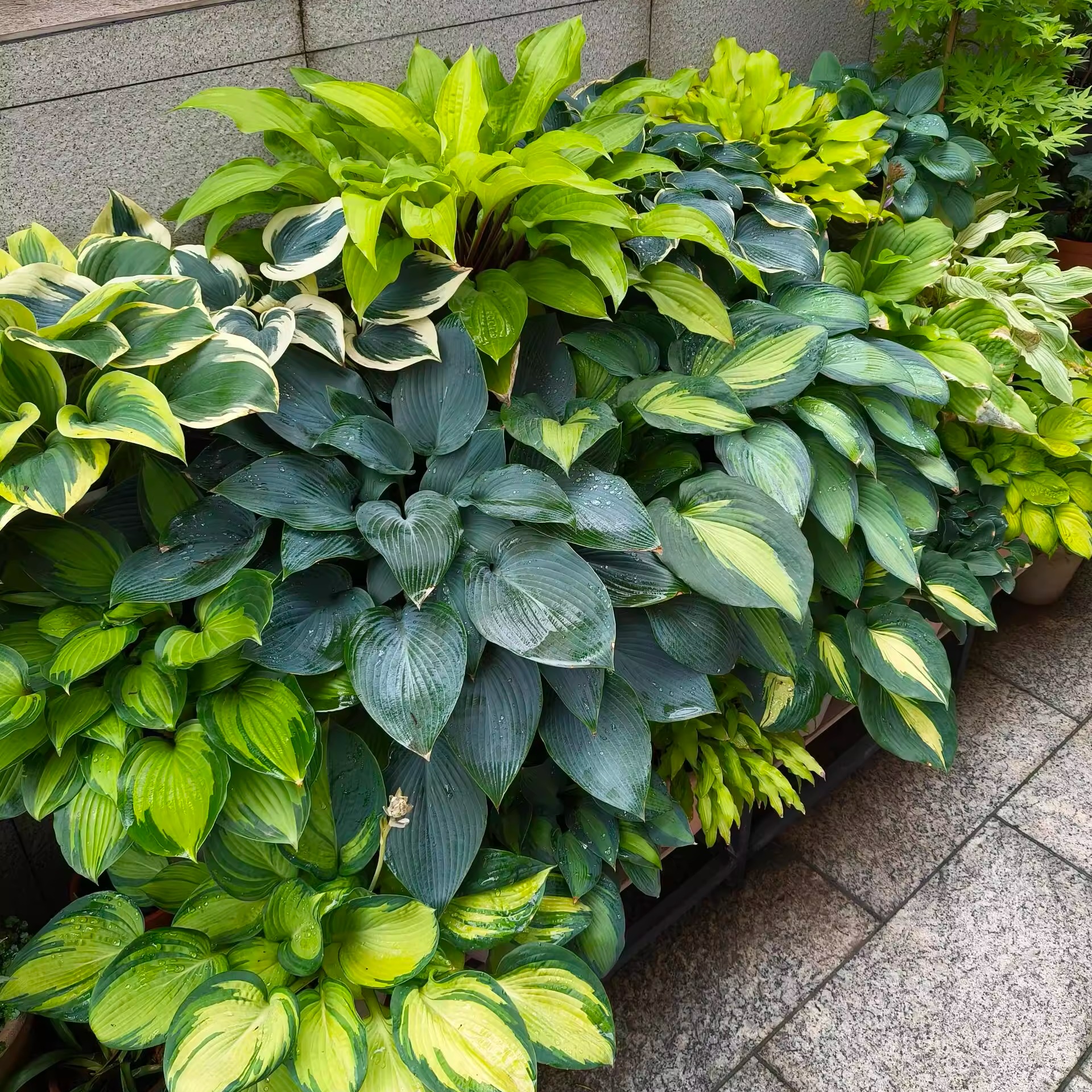 金边花叶玉簪花苗裸根芽多年生观叶地被植物盆栽花坛耐寒耐旱花卉