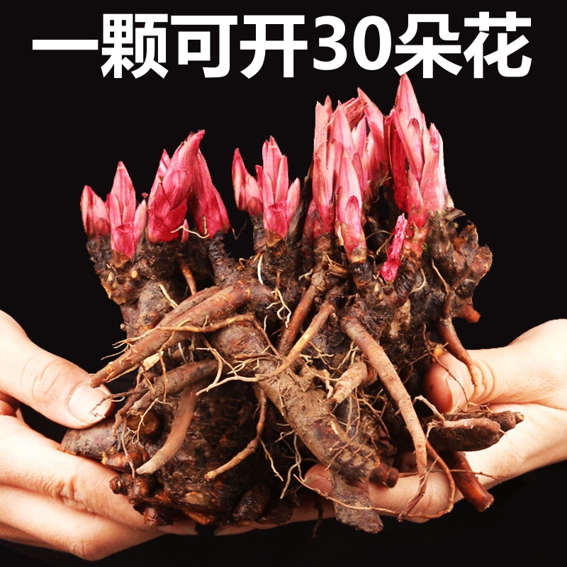 芍药花重瓣带芽根块四季生