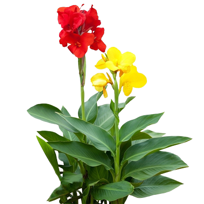 9.9元5个美人蕉根茎多年生花卉