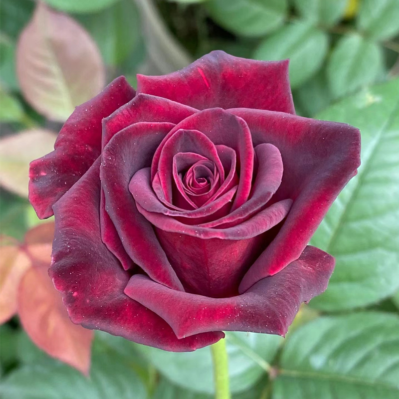 黑魔术暗红色玫瑰花大苗大花浓香阳台庭院四季花卉植物月季花盆栽