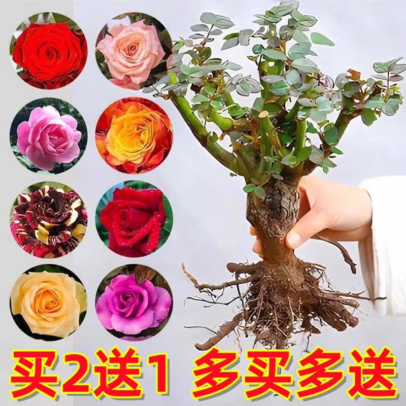 买2送1四季玫瑰花苗老桩浓香花卉