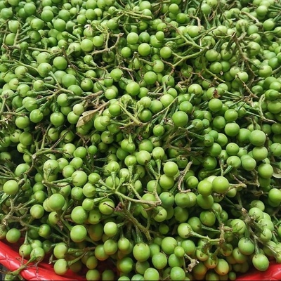 新鲜苦子果现摘包邮苦撒撇原料