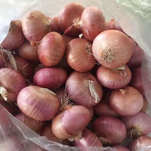 小洋葱缅甸老品种沙拉蔬菜包邮