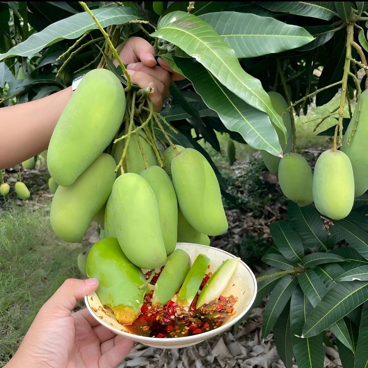 云南德宏特产新鲜酸脆生吃象牙芒果水果小青芒芒可腌辣酸现采