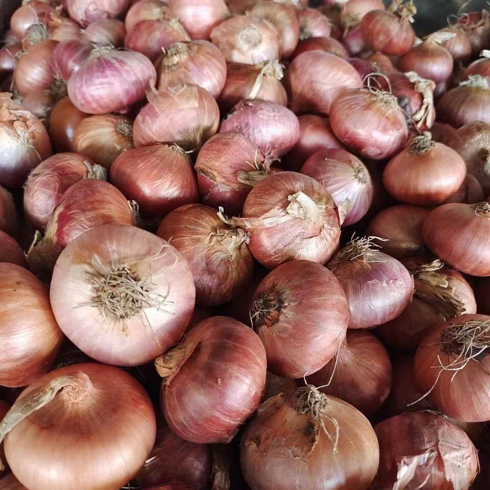 包邮德宏特产缅甸老品种 小洋葱头新鲜沙拉蔬菜500克凉拌炒食清仓
