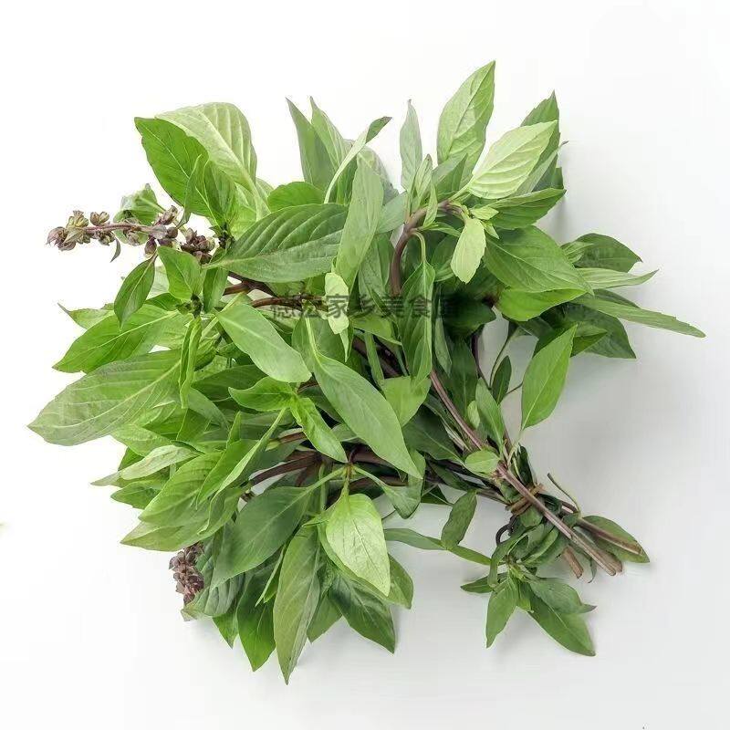 云南野生罗勒叶九层塔金芥香料新鲜傣味调料金不换九层塔100g包邮