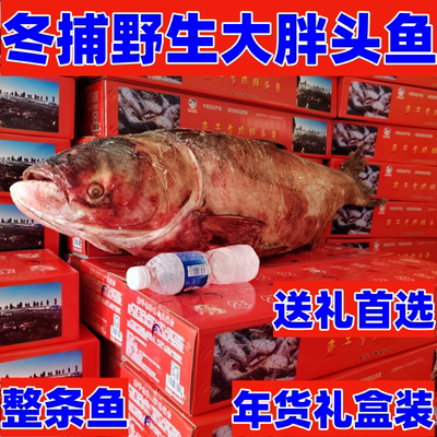 查干名珍淡水湖胖头鱼冬捕鱼花鲢大鱼东北吉林松原整条年货礼盒装