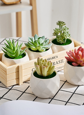 速发多假植物花仙人掌盆栽肉花桌植摆设办公室绿面小摆件