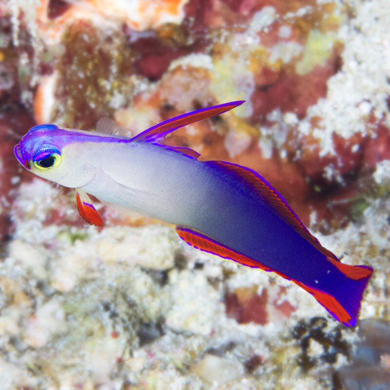 小众高货紫雷达西瓜刨喷射机黄金双色小丑四驱车虾虎活体海水鱼观