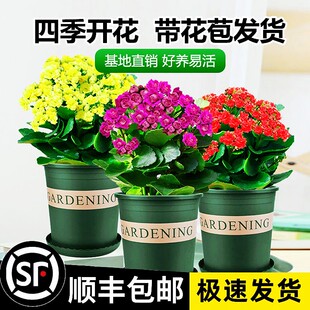 速发长寿花盆的重瓣大花带植苞花苗四季室内开花好养栽花卉花物