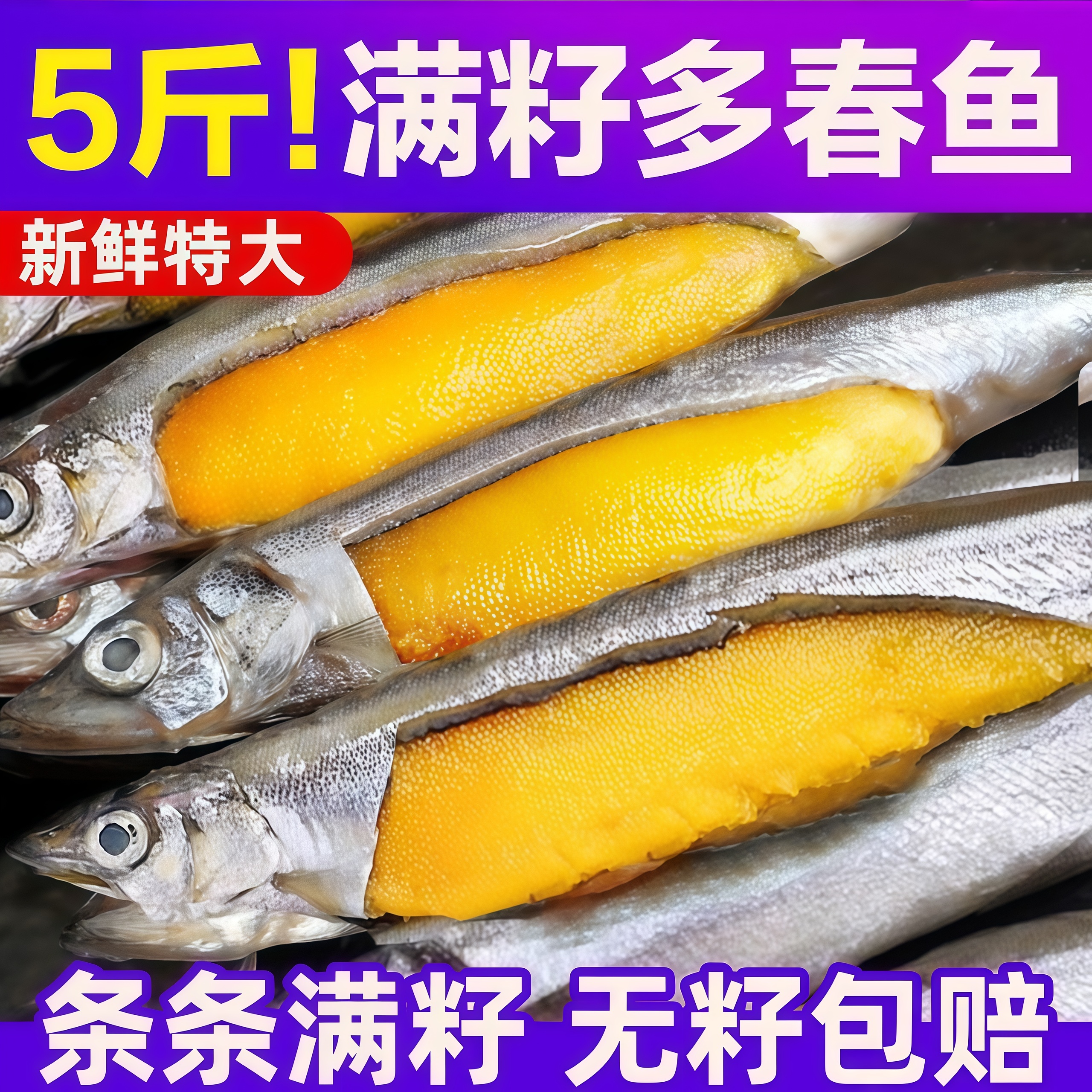 北海湾多春鱼满籽新鲜多籽鱼