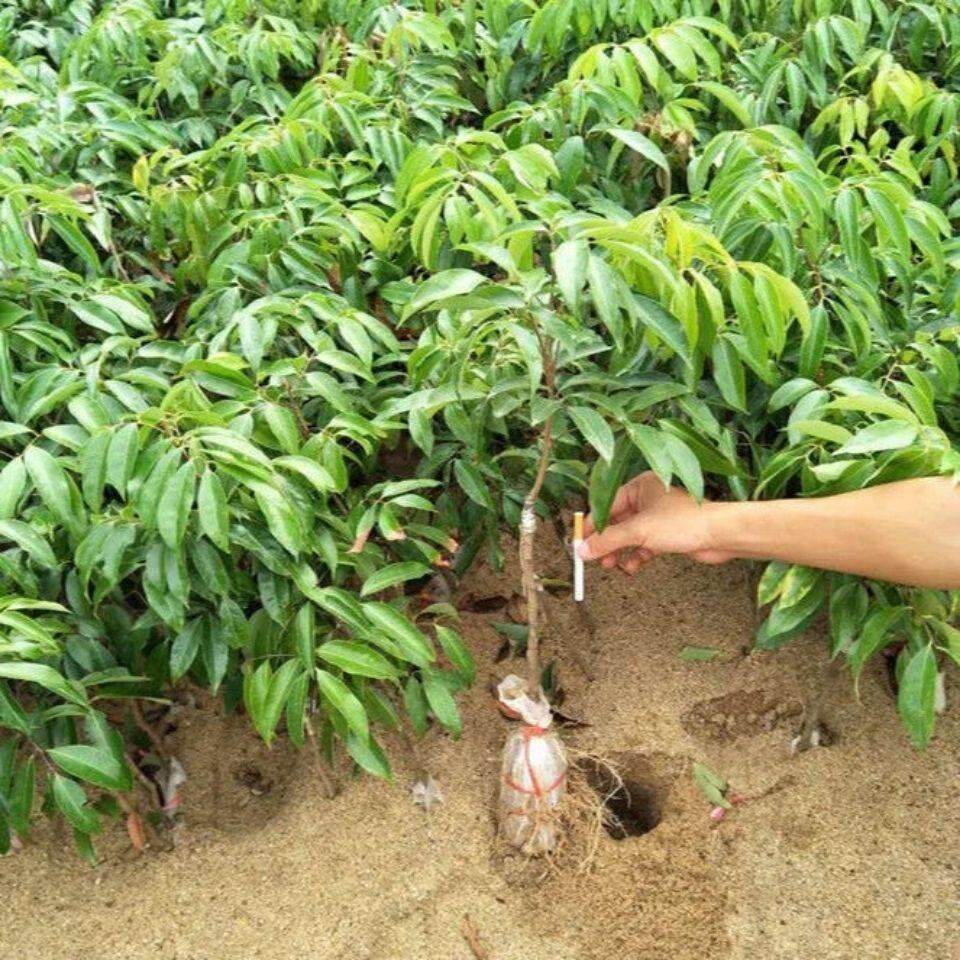 冰荔荔树苗荔嫁无dym枝核荔枝苗桂味荔枝苗妃子接笑鸡嘴枝苗带土